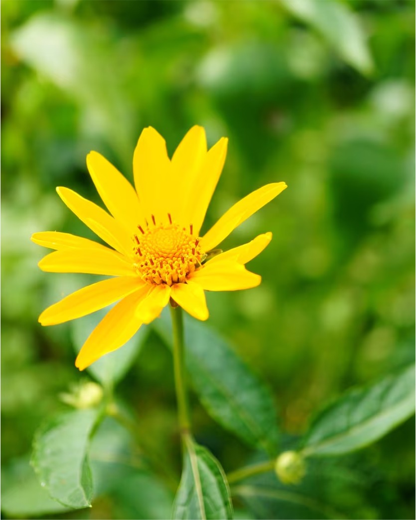 Arnica Montana